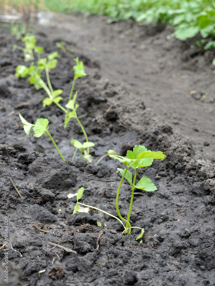freshly planted celery seedlings in the vegetable garden freshly planted celery seedlings in the vegetable garden