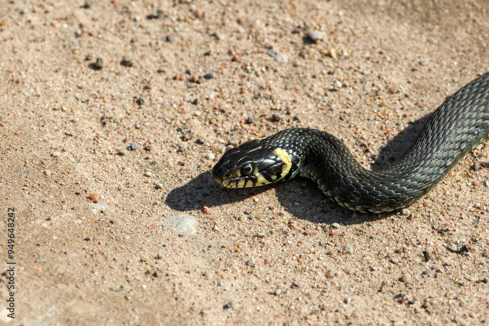 Close-Up of calm yellow-cheeked snake(Natrix natrix), sometimes called the grass snake, head resting on a sunlit sandy surface in rural outdoors, captured at eye level, horizontal Close-Up of calm yellow-cheeked snake(Natrix natrix), sometimes called the grass snake, head resting on a sunlit sandy surface in rural outdoors, captured at eye level, horizontal