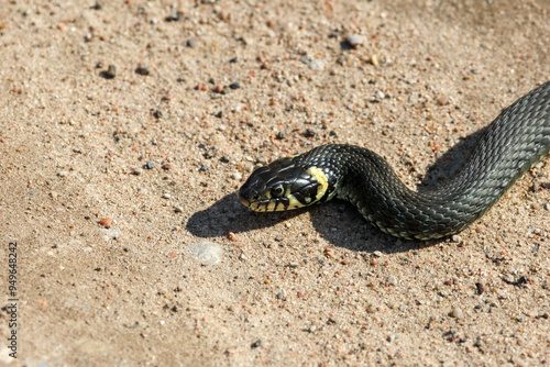 Close-Up of calm yellow-cheeked snake(Natrix natrix), sometimes called the grass snake, head resting on a sunlit sandy surface in rural outdoors, captured at eye level, horizontal