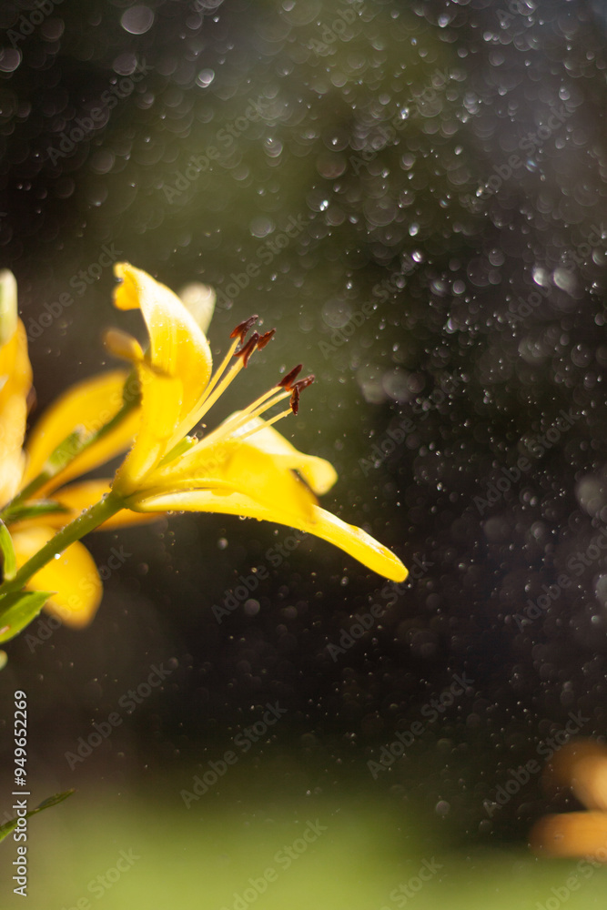 yellow flower and water drops yellow flower and water drops