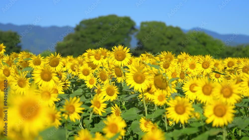 大輪のひまわり 夏イメージ 大輪のひまわり 夏イメージ