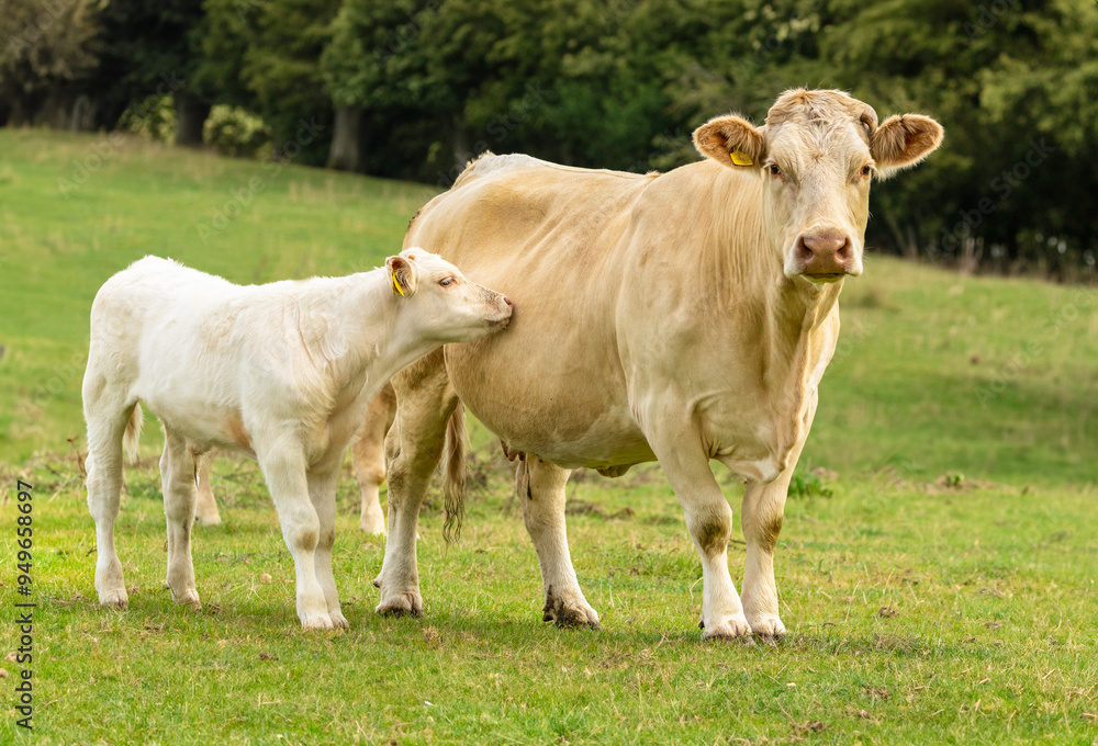 Mother cow looking anxious as hikers walk on a public footpath across the field as her young calf snuggles her side. Cows with calves can be aggressive and dangerous. Copy Space. Horizontal. Mother cow looking anxious as hikers walk on a public footpath across the field as her young calf snuggles her side. Cows with calves can be aggressive and dangerous. Copy Space. Horizontal.