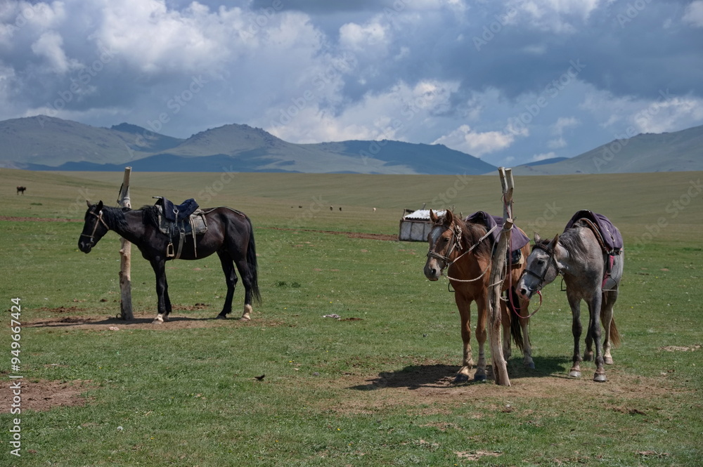 Portrait of horses on alpine meadow in Kyrgyzstan Portrait of horses on alpine meadow in Kyrgyzstan