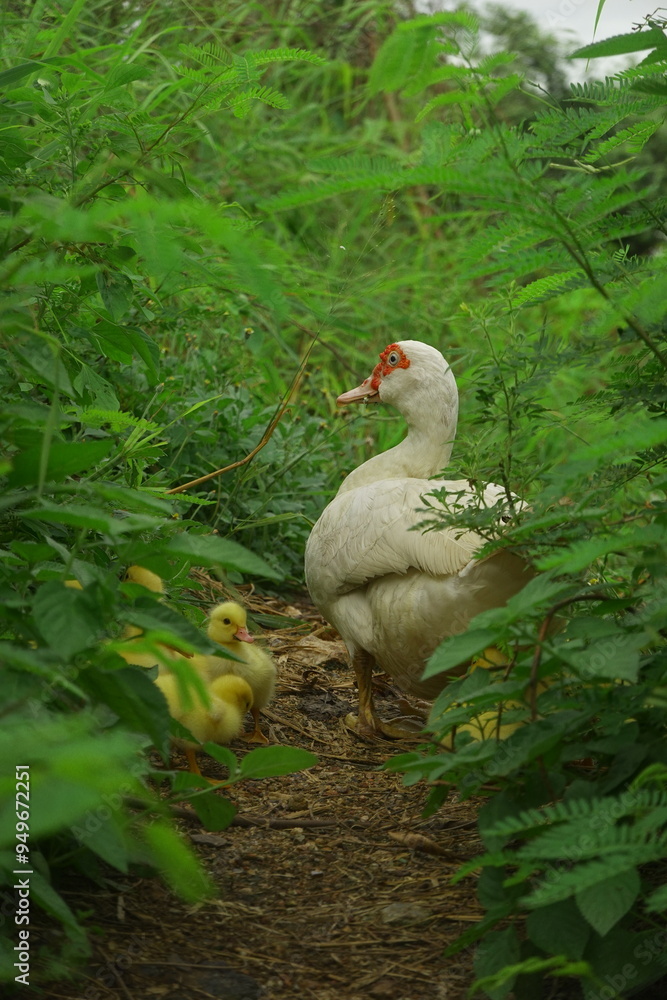 The ducklings and the mother duck went out to find food on the farm. The ducklings and the mother duck went out to find food on the farm.