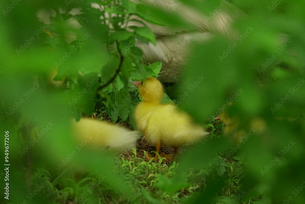 The ducklings and the mother duck went out to find food on the farm. The ducklings and the mother duck went out to find food on the farm.