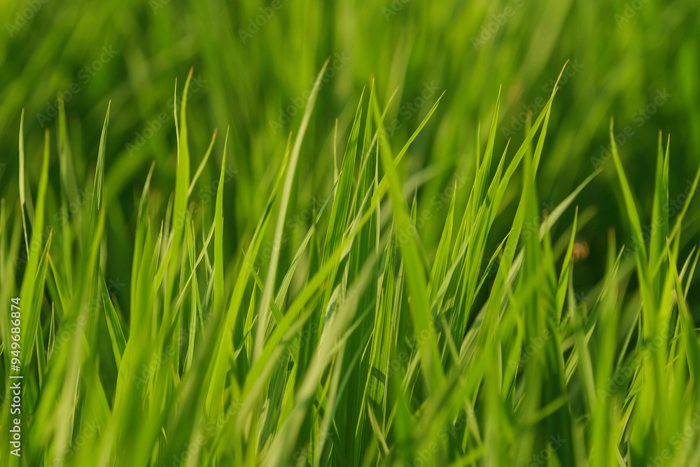 Rice plants in the rice fields summer Rice plants in the rice fields summer