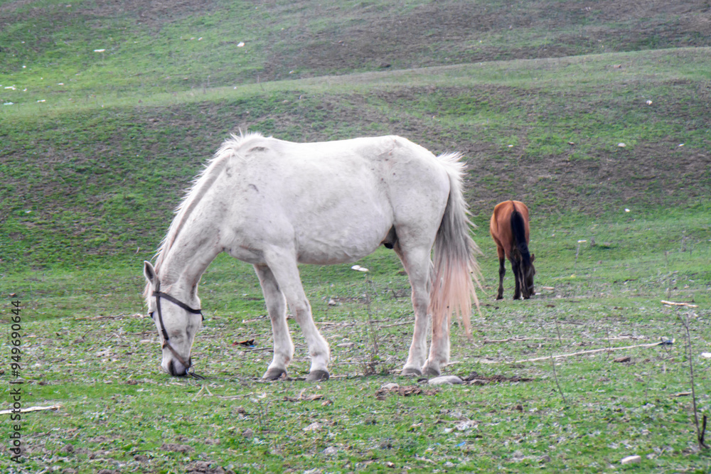 White and brown horses tied with a rope graze in a clearing with fresh grass White and brown horses tied with a rope graze in a clearing with fresh grass