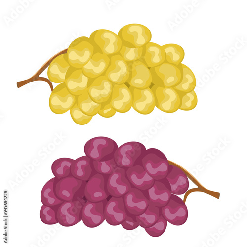 Vector drawing with branches of grapes. Image of multi colored grapes isolated on a white background.