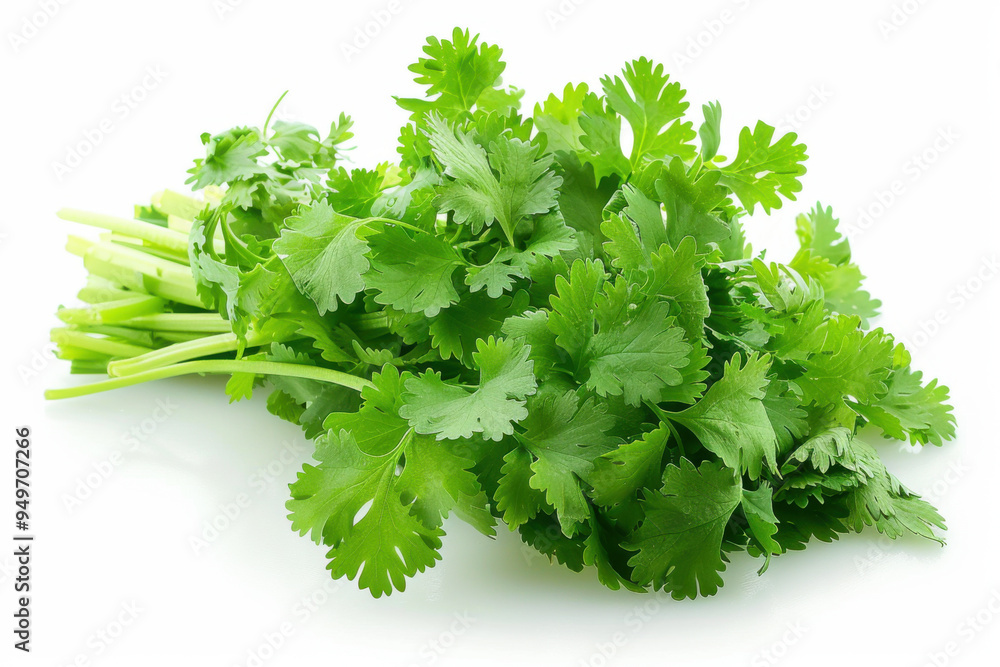 fresh coriander isolated on white background fresh coriander isolated on white background