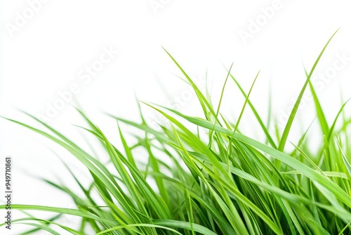 Fresh green grass with a bright background, symbolizing nature and growth.