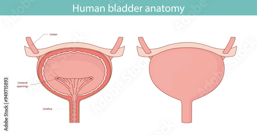 The bladder, an internal human organ. Anatomy of a human organ drawn by hand.