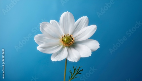 White flower on blue background