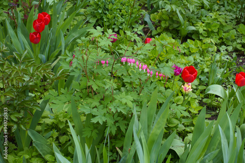 Lamprocapnos spectabilis bush in bloom in May photo