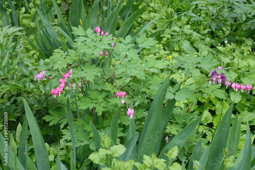 Racemes of pink flowers in the leafage of Lamprocapnos spectabilis in May photo