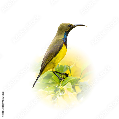 Olive-backed sunbird perching on a tree branch looking into a distance