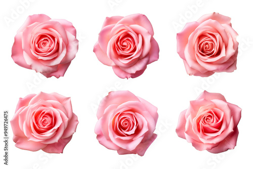 Pink Rose Collection Bundle Set Isolated on a Transparent Background
