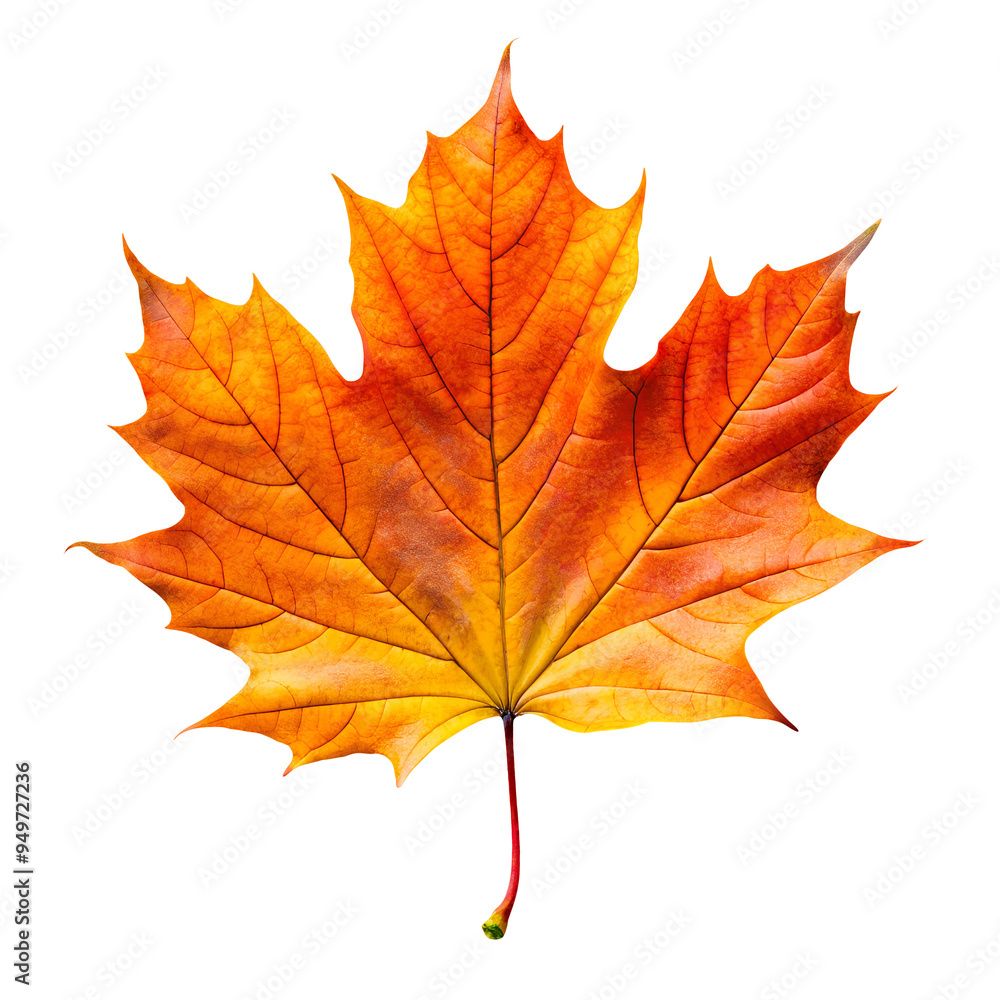 PNG maple autumn leaves on white isolated background PNG maple autumn leaves on white isolated background