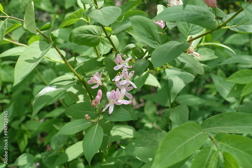 Light pink flowers and buds of Lonicera bella in mid May