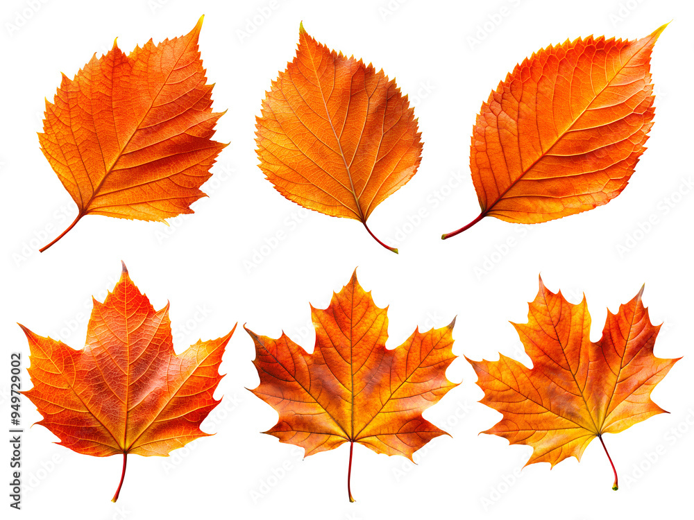 Fototapeta premium PNG maple autumn leaves on white isolated background