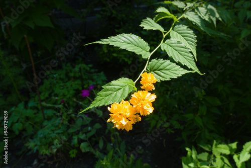 Branch of blossoming Kerria japonica Pleniflora in July photo