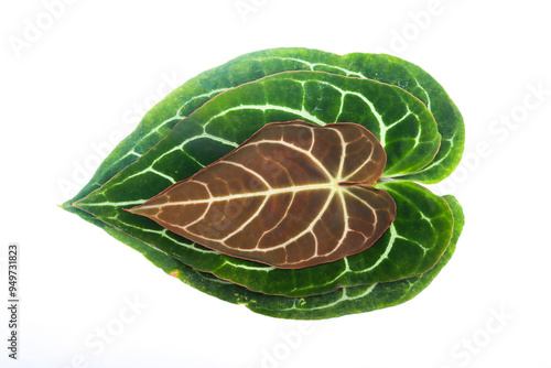 Anthurium Crystallinum heart shaped leaf brown and green stacked in white background isolated detail photo