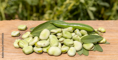 Broad beans or fava beans (Fave) in close-up. Broad bean plant in the background. From garden to table: spring vegetables and legumes