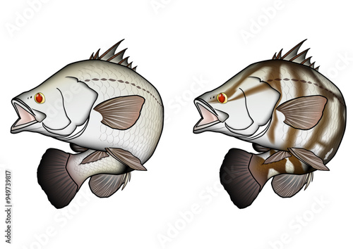 'アカメ' Japanese barramundi 　(ベクター形式に限り輪郭線非表示可)