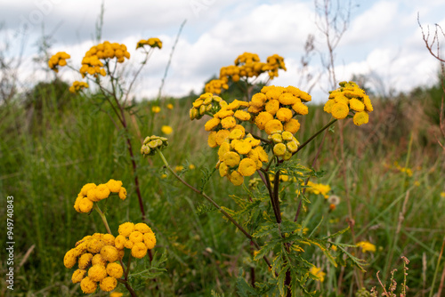 Common tansy flowers, Tanacetum vulgare