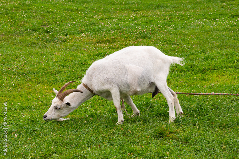 The white goat is eating grass, Sula Park, Belarus The white goat is eating grass, Sula Park, Belarus