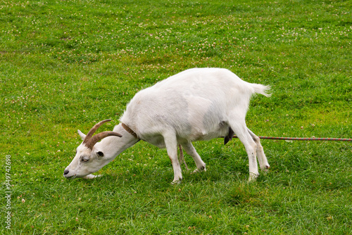 The white goat is eating grass, Sula Park, Belarus