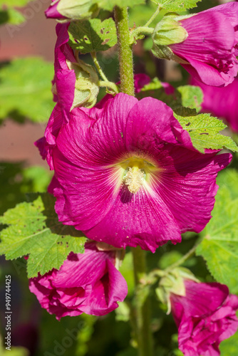 Blühende rosa-rote Stockmalven, Deutschland photo