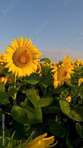 sunflower field in the summer. field of sunflowers in summer. field of sunflowers at sunrise. Ukrainian landscapes 4K. Blooming sunflowers