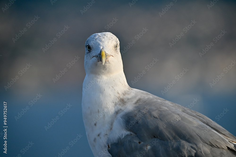 Ocean going gull looks at the camera intently. Ocean going gull looks at the camera intently.