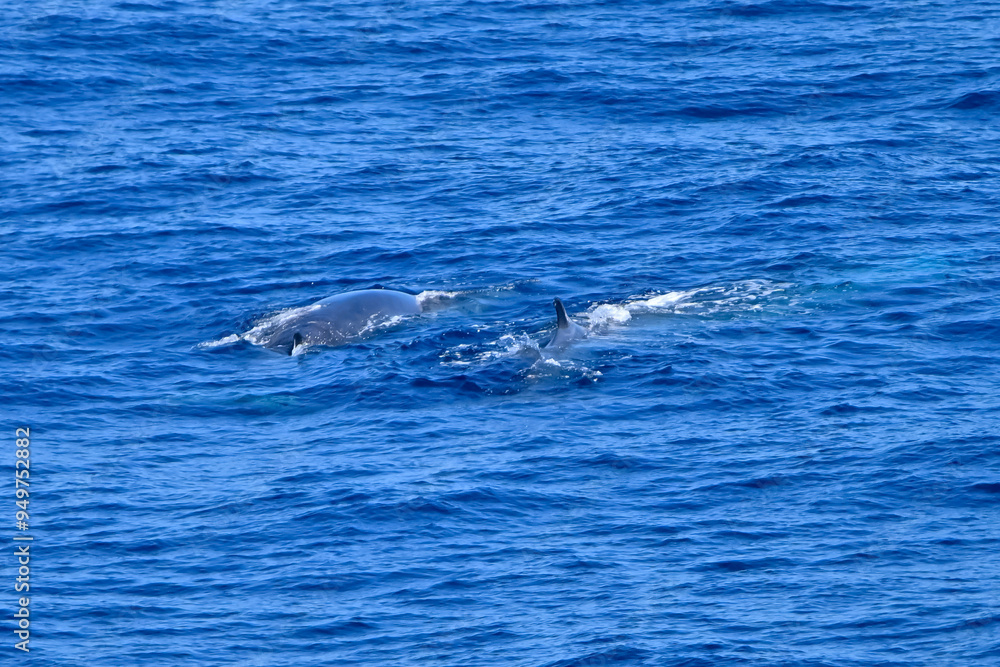 Fin whale in the ocean Fin whale in the ocean