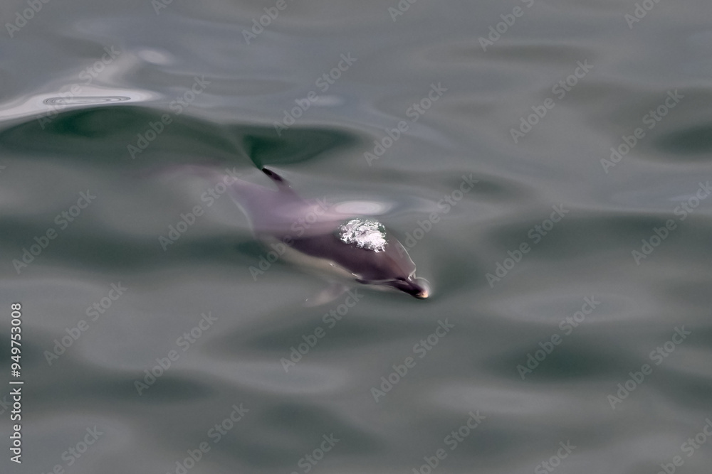 Common dolphin surfacing in the ocean with bubbles showing beneath the surface. Common dolphin surfacing in the ocean with bubbles showing beneath the surface.
