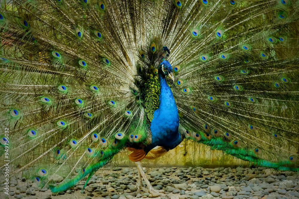 Fototapeta premium portrait of peacock
