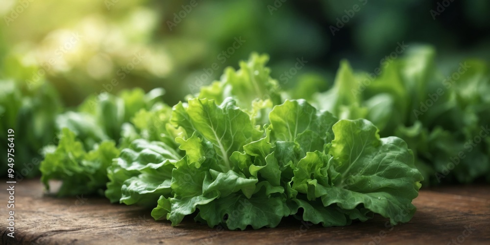 close up of green lettuce leaves background salad ingredient healthy and diet food background. close up of green lettuce leaves background salad ingredient healthy and diet food background.