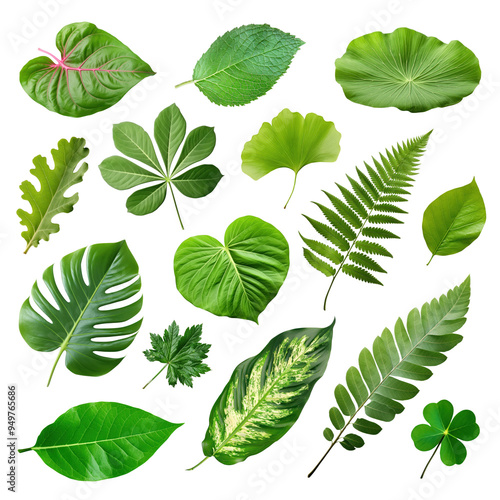 PNG green leaf design element set, transparent background