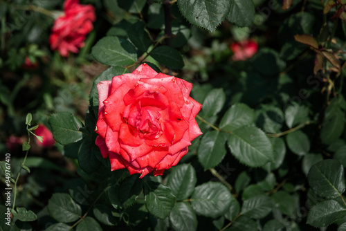 A bright red rose on a bush in the garden. The scarlet rose. A rose flower on a background of green foliage. A close-up of a rose flower with scarlet inflorescences on long stems on a sunny day.