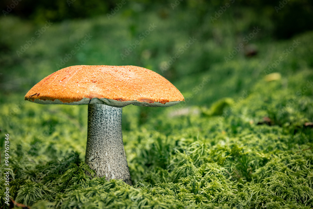 White mushroom in a mountain forest. Wet forest with mushrooms. White mushroom in a mountain forest. Wet forest with mushrooms.