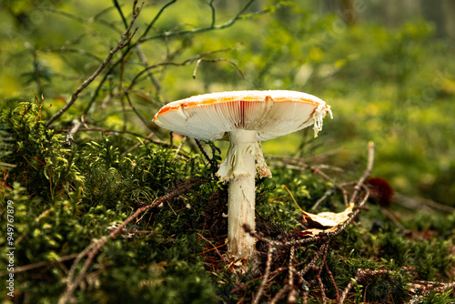 Poisonous red fly agaric Amanita muscaria, a hallucinogenic mushroom growing in the forest. photo