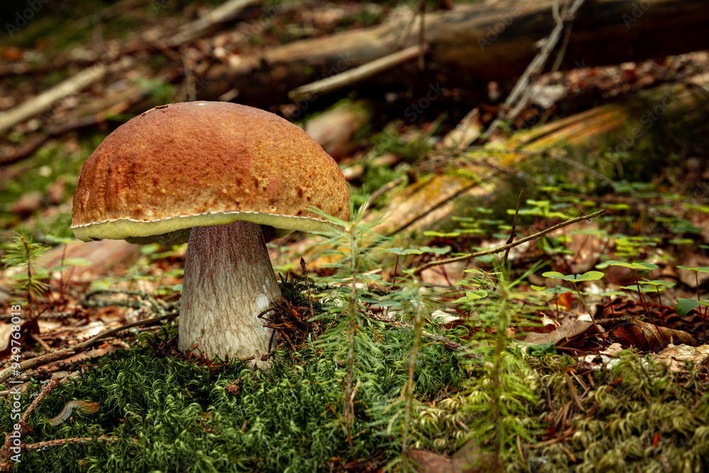 White mushroom in a mountain forest. Wet forest with mushrooms. White mushroom in a mountain forest. Wet forest with mushrooms.