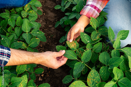 Hands of two agronomists displaying a healthy and diseased soybean leaf, highlighting their expertise in plant health and diagnosis.