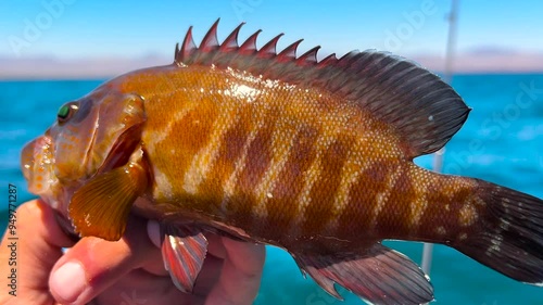 A fisherman holding a spotted Cabrilla photo