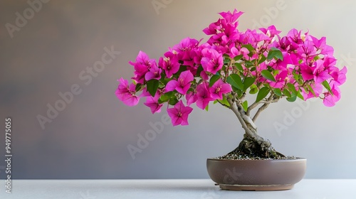 Wallpaper Mural Closeup of a lush and vibrant bougainvillea bonsai tree with stunning magenta flowers in full bloom isolated against a plain background with ample copy space for text or design elements Torontodigital.ca