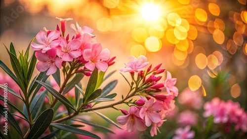 vibrant pastel pink oleander blooms swaying gently in soft focus against warm golden sunset hues with delicate bokeh and dreamy shallow depth of field atmosphere photo