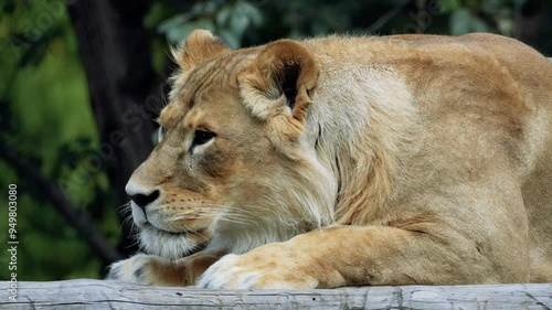 A large lion lies down and rolls over