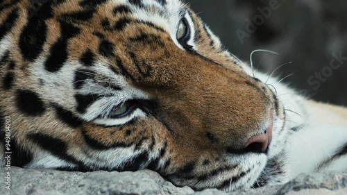 a large adult tiger squints