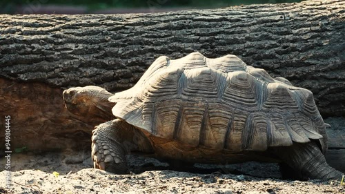 a large turtle moves along the log