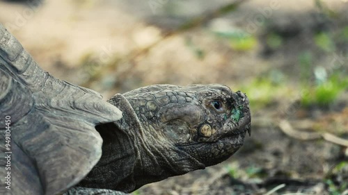 a large turtle swats away a fly